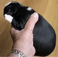 Tank, a male Boston Terrier for sale in Bend, OR – 4 of 4