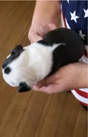 Dusty, a male Boston Terrier for sale in Bend, OR – 2 of 2