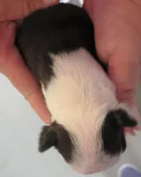 COCO, a female Boston Terrier for sale in Bend, OR – Photo 2 of 2