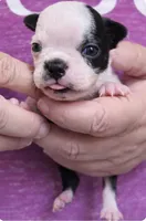 COCO, a female Boston Terrier for sale in Bend, OR – Photo 1 of 2