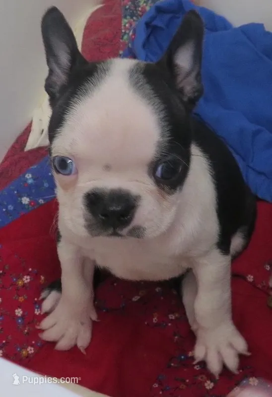 COCO – Boston Terrier puppy for sale in Bend, OR