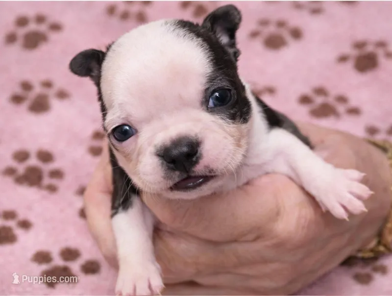 COCO – Boston Terrier puppy for sale in Bend, OR