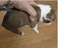Murphy, a male Boston Terrier for sale in Bend, OR – 4 of 4