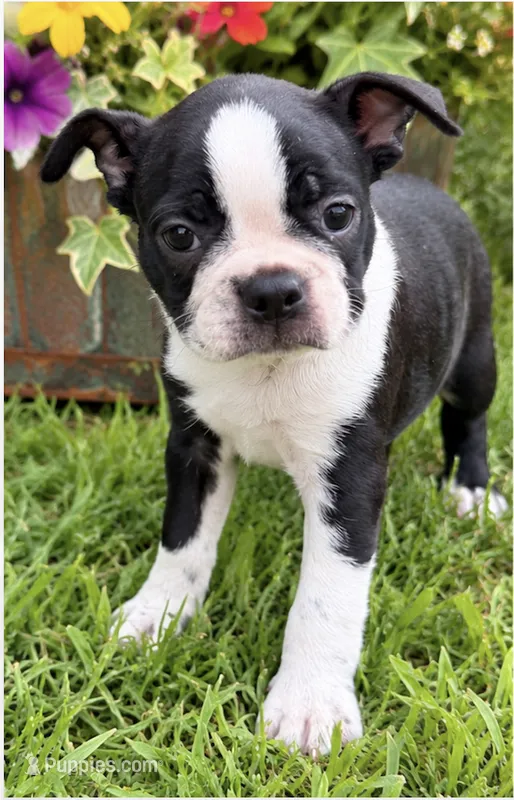 Freckles – Boston Terrier puppy for sale in Bend, OR