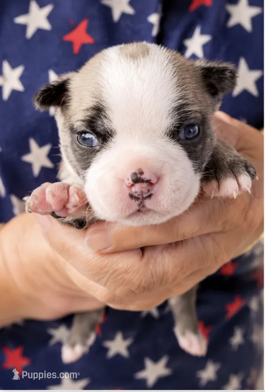 Izzy – Boston Terrier puppy for sale in Bend, OR
