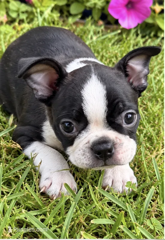 Sophia – Boston Terrier puppy for sale in Bend, OR