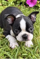 Sophia, a female Boston Terrier for sale in Bend, OR – 1 of 2