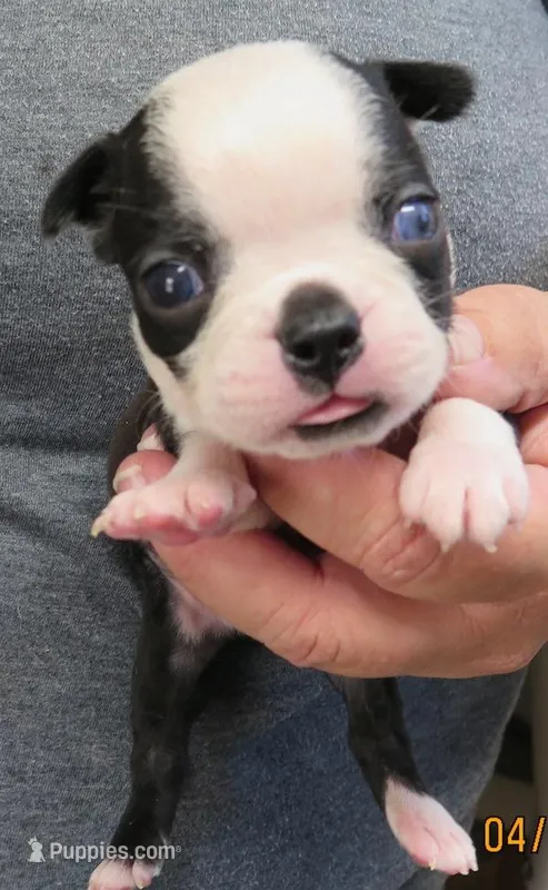 Chip – Boston Terrier puppy for sale in Bend, OR