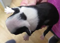 Chip, a male Boston Terrier for sale in Bend, OR – Photo 2 of 2