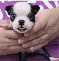 Chip, a male Boston Terrier for sale in Bend, OR – Photo 1 of 2