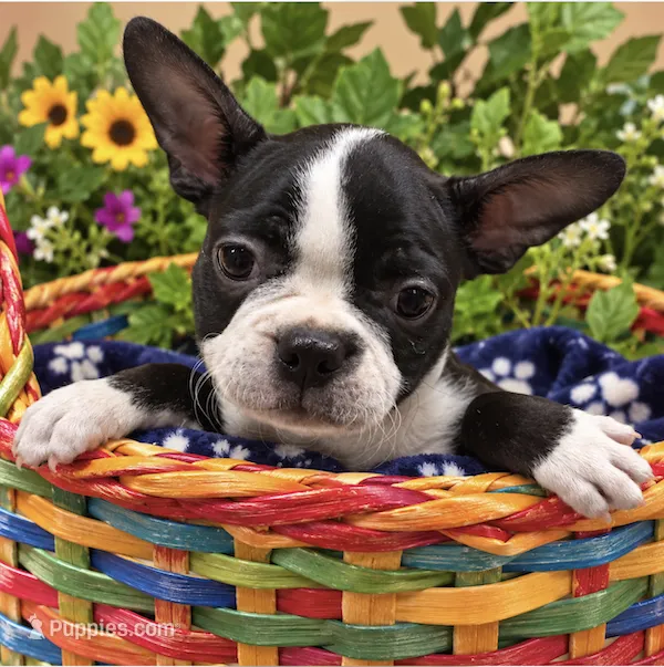 Sasha – Boston Terrier puppy for sale in Bend, OR