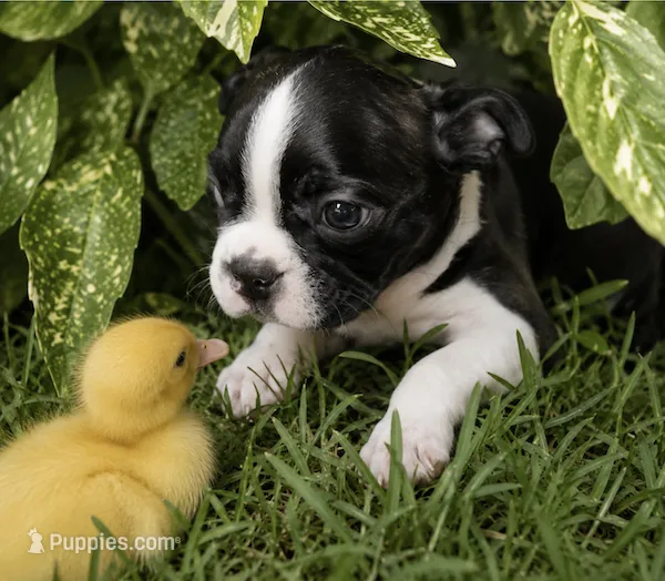 Dodge – Boston Terrier puppy for sale in Bend, OR
