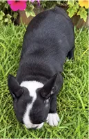 Sasha, a female Boston Terrier for sale in Bend, OR – 2 of 2