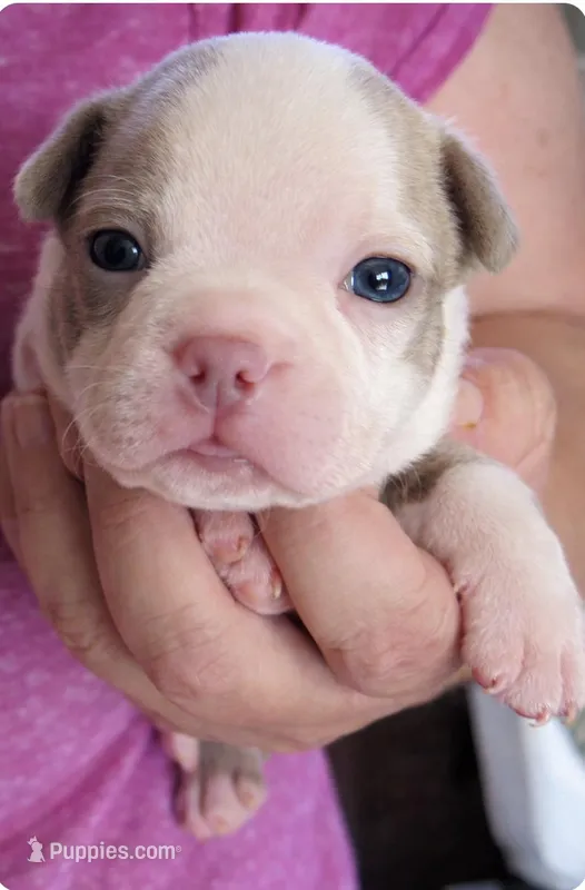 Cooper – Boston Terrier puppy for sale in Bend, OR