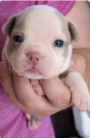 Cooper, a male Boston Terrier for sale in Bend, OR – Photo 1 of 2