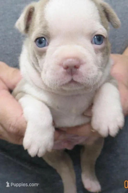 Cooper – Boston Terrier puppy for sale in Bend, OR