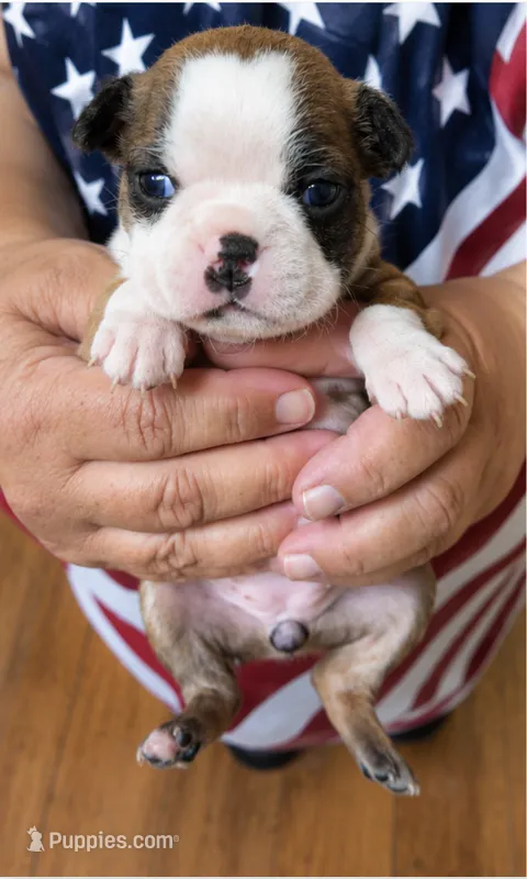 Carmel – Boston Terrier puppy for sale in Bend, OR