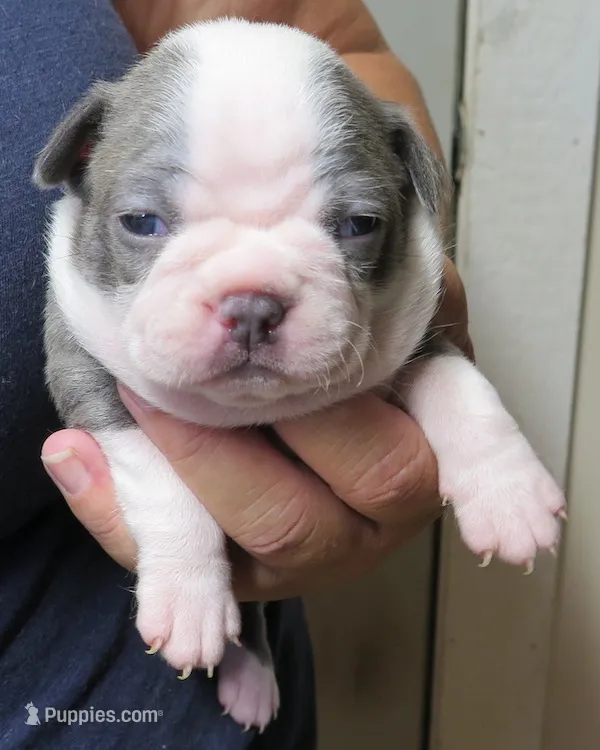 Olive – Boston Terrier puppy for sale in Bend, OR