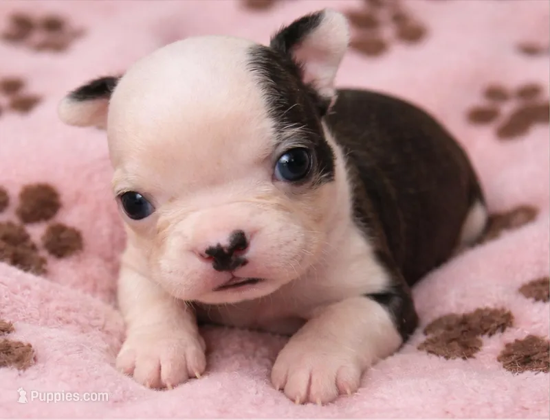 Spice – Boston Terrier puppy for sale in Bend, OR