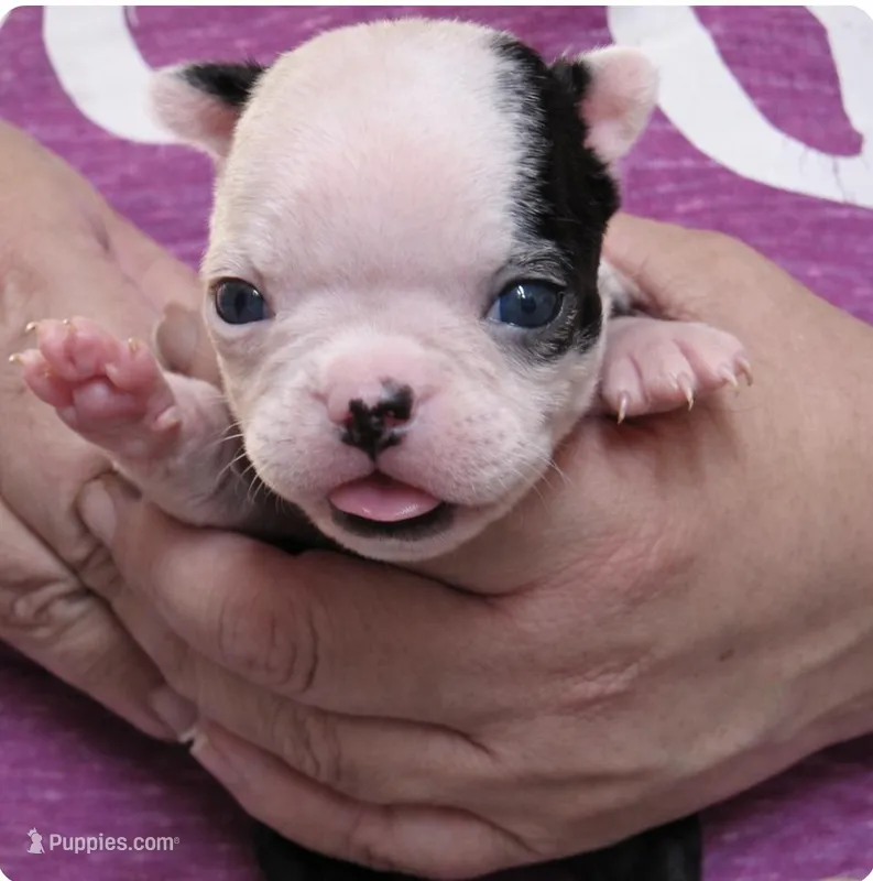 Spice – Boston Terrier puppy for sale in Bend, OR