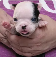 Spice, a female Boston Terrier for sale in Bend, OR – Photo 1 of 2