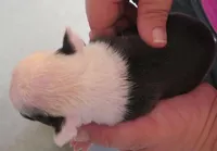 Spice, a female Boston Terrier for sale in Bend, OR – Photo 2 of 2