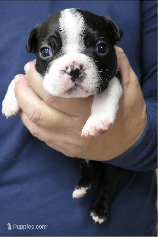 Dodge – Boston Terrier puppy for sale in Bend, OR