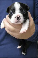 Dodge, a male Boston Terrier for sale in Bend, OR – 1 of 2