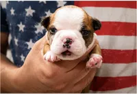 Carmel, a female Boston Terrier for sale in Bend, OR – 1 of 2