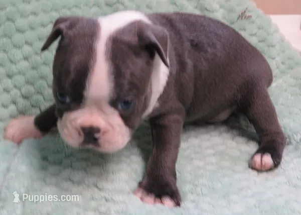 JANGO – Boston Terrier puppy for sale in Bend, OR