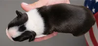 Stoney, a male Boston Terrier for sale in Bend, OR – 2 of 2