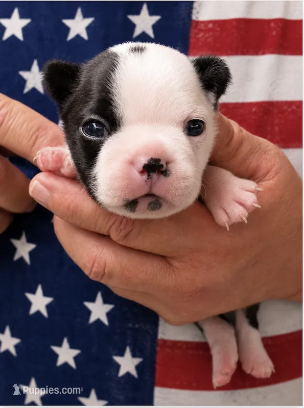Dusty – Boston Terrier puppy for sale in Bend, OR