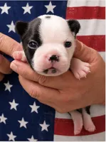 Dusty, a male Boston Terrier for sale in Bend, OR – 1 of 2