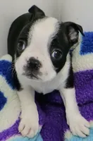 processed/9fcb1704-5ce3-444f-91d4-d5d4959be2e8/listing/d266f7f2-2ab8-467f-80f3-4bde77fbc6ae/87b9b6fa-1a02-4c8d-b8c5-b2b5528062ff