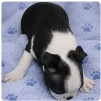 processed/9fcb1704-5ce3-444f-91d4-d5d4959be2e8/listing/d266f7f2-2ab8-467f-80f3-4bde77fbc6ae/d6338ca1-1b6c-4d88-ba6b-b7a1af30515c