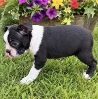 Freckles, a female Boston Terrier for sale in Bend, OR – 2 of 3