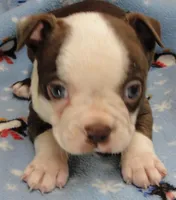 Cheyenne, a female Boston Terrier for sale in Bend, OR – Photo 1 of 4