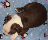 Cheyenne, a female Boston Terrier for sale in Bend, OR – Photo 4 of 4