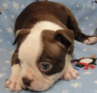 Cheyenne, a female Boston Terrier for sale in Bend, OR – Photo 2 of 4