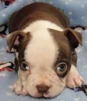 Cheyenne, a female Boston Terrier for sale in Bend, OR – Photo 3 of 4