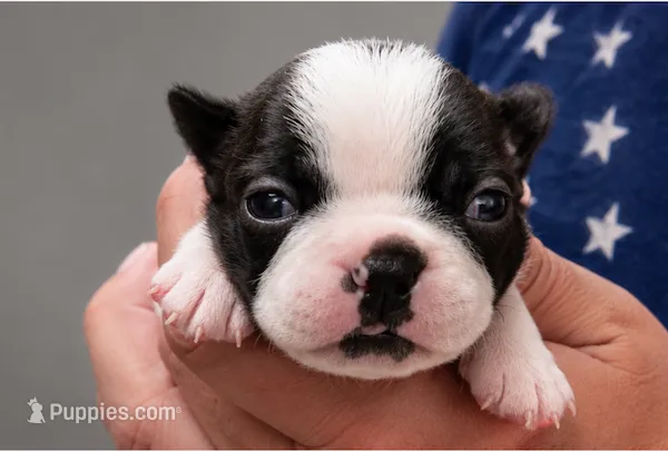 Stoney – Boston Terrier puppy for sale in Bend, OR