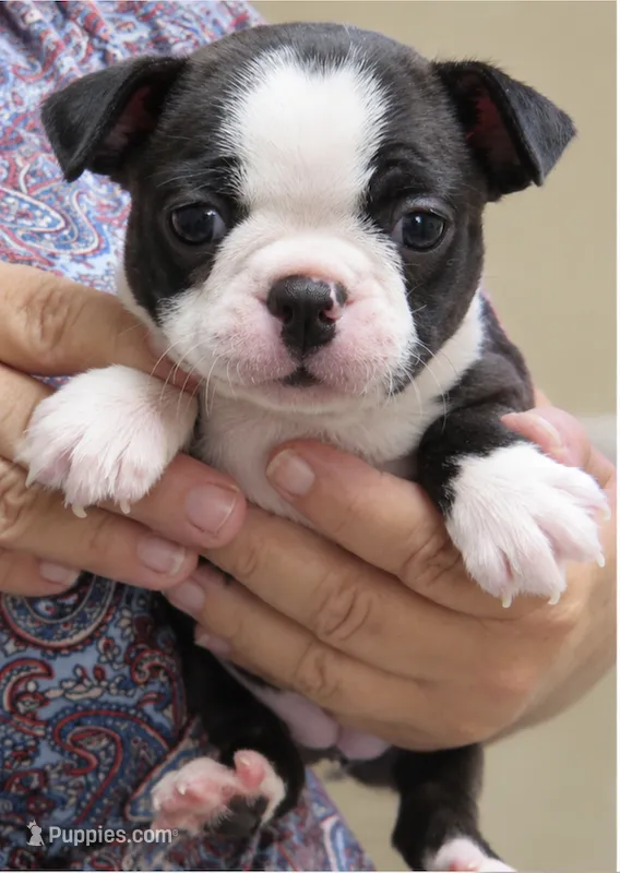 Sweetie – Boston Terrier puppy for sale in Bend, OR