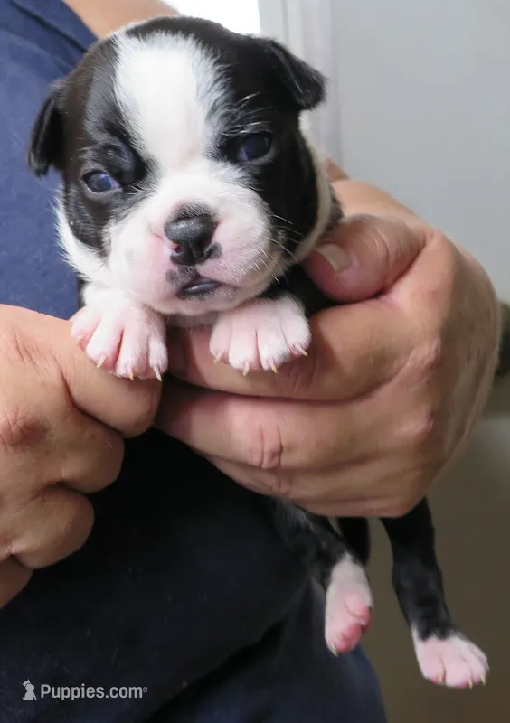 Paxton – Boston Terrier puppy for sale in Bend, OR
