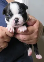 Paxton, a male Boston Terrier for sale in Bend, OR – 1 of 3
