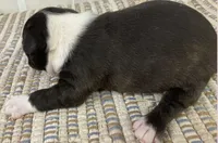 Sweetie, a female Boston Terrier for sale in Bend, OR – 3 of 5