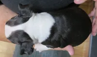 Petunia , a female Boston Terrier for sale in Bend, OR – 2 of 2