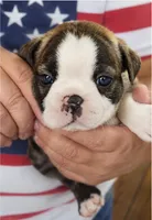 Atlas, a male Boston Terrier for sale in Bend, OR – 1 of 2