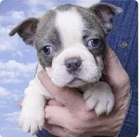 Ziggy, a male Boston Terrier for sale in Bend, OR – Photo 3 of 4