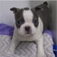 Ziggy, a male Boston Terrier for sale in Bend, OR – Photo 2 of 4