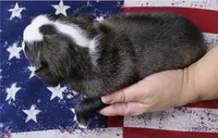 Rosie, a female Boston Terrier for sale in Bend, OR – 2 of 2